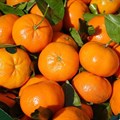 Ukraine war squeezes SA's citrus exports to Russia