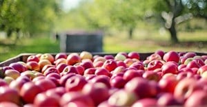 Market access boost for SA deciduous fruit industry