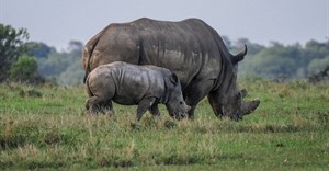 Sars intercepts 17 rhino horn at OR Tambo