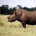 Namibia rhino poaching surges in June, ministry says