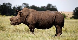 Namibia rhino poaching surges in June, ministry says