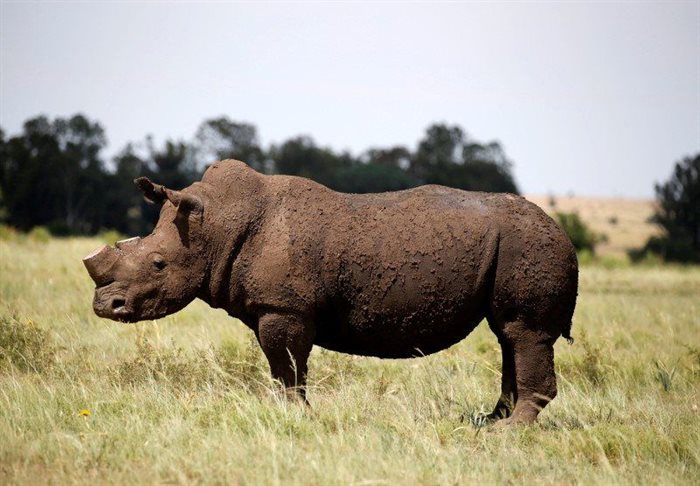 A Black rhino is seen after it was dehorned in an effort to deter the poaching of one of the world's endangered species at a farm outside Klerksdorp in the North West province. Reuters/Siphiwe Sibeko
