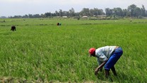 Omnia sees Africa increasing farm input support amid food security fears
