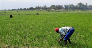 Omnia sees Africa increasing farm input support amid food security fears