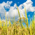 SA summer crop harvest shows decent levels, with soybeans reaching a fresh high