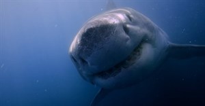 National Geographic Wild celebrates 10 years of Sharkfest with biggest Sharkfest to date this July