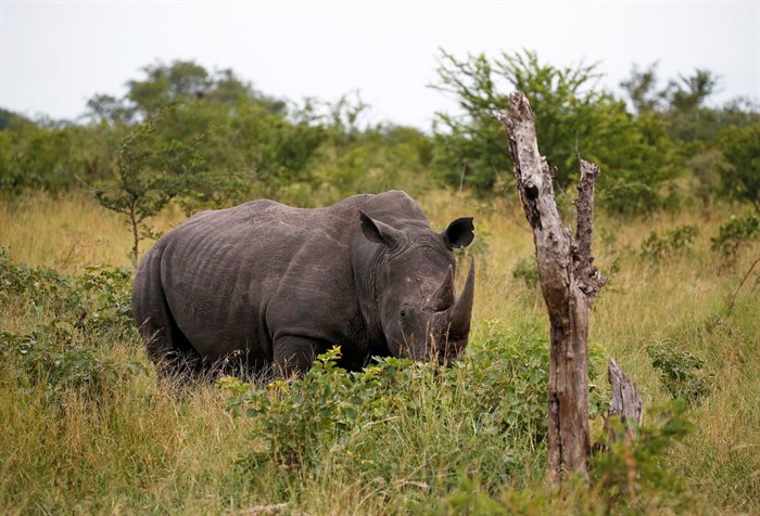 A rhino is seen at a game reserve adjacent to the world-renowned Kruger National Park in Mpumalanga. Reuters/Siphiwe Sibeko