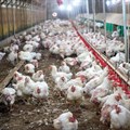 Power cuts damaging to SA's poultry industry
