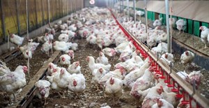 Power cuts damaging to SA's poultry industry