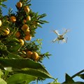 Aerobotics unveils new yield management platform for growers