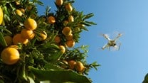 Aerobotics unveils new yield management platform for growers