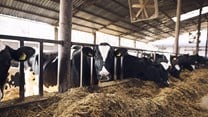 Animal health important for helping cut greenhouse gas emissions, new report says