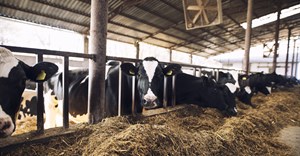 Animal health important for helping cut greenhouse gas emissions, new report says