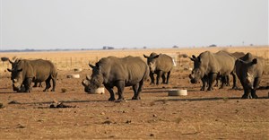 Poachers kill more rhinos in SA to meet Asian demand