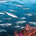 SA making notable effort towards achieving 10% marine protected areas