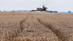 Obstacles to overcome before Ukraine grain deal eases global food crisis