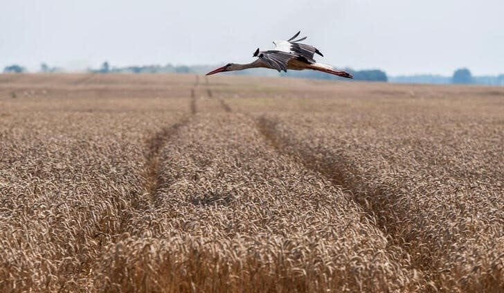 A stork flies over a wheat field near the village of Tomylivka, as Russia's attack on Ukraine continues, in Kyiv region, Ukraine August 1, 2022. REUTERS/Viacheslav Ratynskyi/File Photo