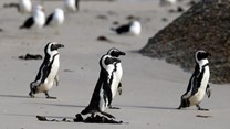 African penguins endangered by shipping noise in Algoa Bay