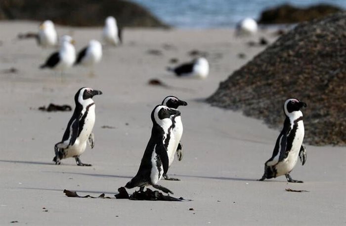 Group of African penguins walk across Seaforth Beach, near Cape Town, South Africa. 2020. Reuters/Sumaya Hisham