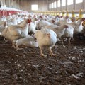SA suspends anti-dumping duty on Brazilian chicken