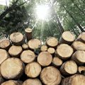 Timber prices are on fire, changing construction forever