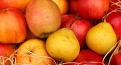 India approves in-transit cold treatment for SA apple, pear exports