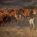 Botswana suspends beef exports over suspected FMD outbreak