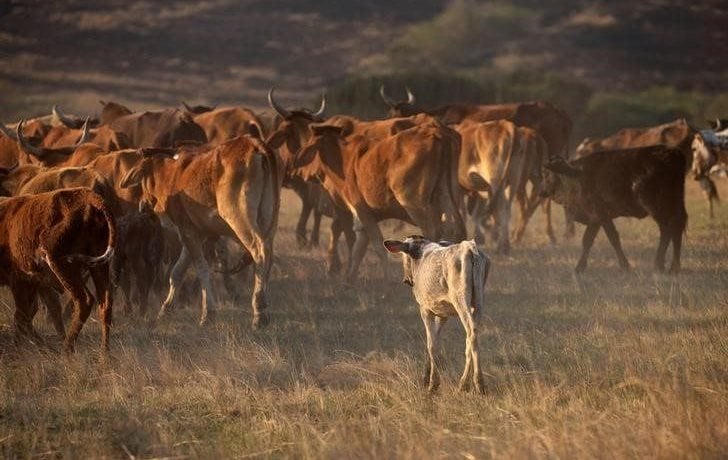A calf follows cattle being herded in Cato Ridge, South Africa, July 28, 2019. REUTERS/Rogan Ward/File Photo
