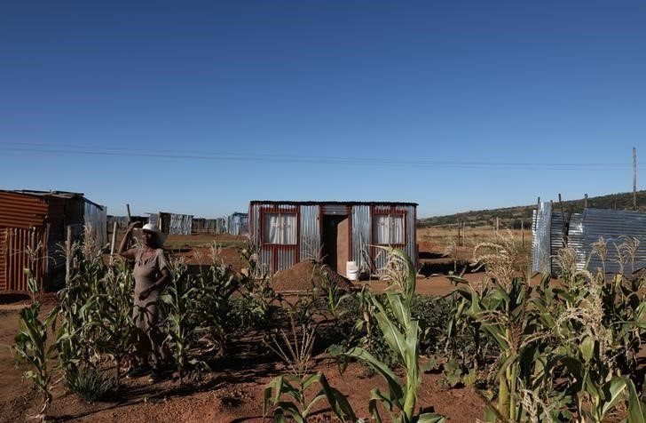 Francina Mputla inspects maize crops in front of her shack in Lawley informal settlement in the south of Johannesburg, South Africa, April 17, 2019. REUTERS/Siphiwe Sibeko/File Photo