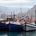 New fishing quotas to be allocated