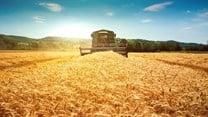 Can Ukraine's grain deal ease the global food crisis?