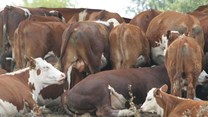 SA lifts ban on movement of cattle