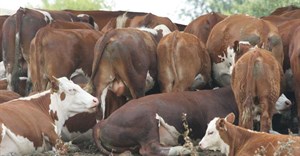 SA lifts ban on movement of cattle