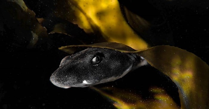 Image supplied. Hannah Tihen's underwater image of a dark shyshark (Haploblepharus pictus) peeking its head out of the kelp in Cosy Bay won her first place in the National Geographic photo competition 2022 in the professional category
