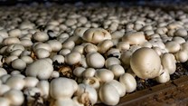 Small-scale farmers encouraged to venture into mushroom industry