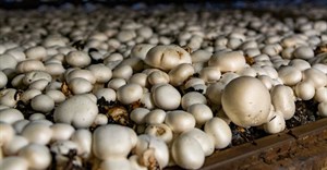 Small-scale farmers encouraged to venture into mushroom industry