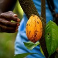 EU chocolate industry offers to share cocoa farm data with Ivory Coast, Ghana