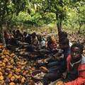 Source: Raconteur  Despite many countries signing the Harkin-Engel Protocol in 2002 an estimated 20 million children are still working on cocoa farms in West Africa