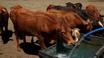 Botswana resumes beef exports from areas free of FMD outbreak
