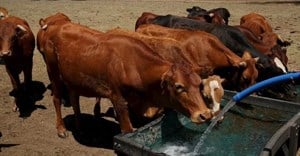 Botswana resumes beef exports from areas free of FMD outbreak