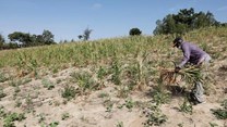 Kenya lifts ban on genetically modified crops in response to drought