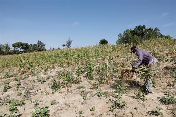 Kenyan farmer Bernard Mbithi uproots a field where he was growing maize that failed because of a drought in Kilifi county, Kenya. 2022. Source: Reuters/Baz Ratner