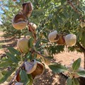 New SA-grown almond brand to stimulate growth of local industry