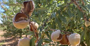 New SA-grown almond brand to stimulate growth of local industry