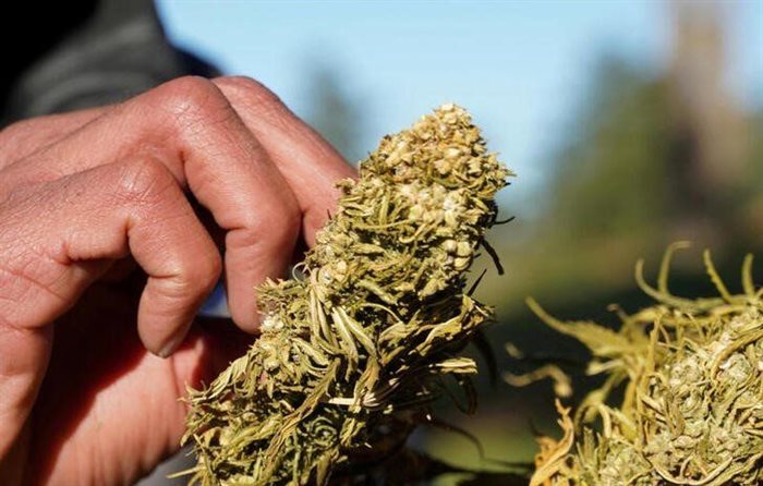 A farmer tends to dried cannabis bundle in Ketama, in the northern Rif mountains, Morocco. 2021. Source: Reuters