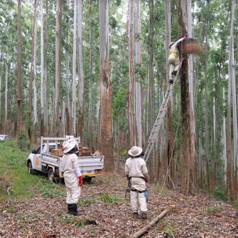 The winter-flowering commercial forestry eucalyptus trees are essential to the trapping and building of honeybee colonies prior to pollination season