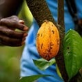 Cameroon, Nigeria request to join Ivory-Ghana cocoa initiative