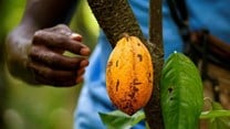 Cameroon, Nigeria request to join Ivory-Ghana cocoa initiative
