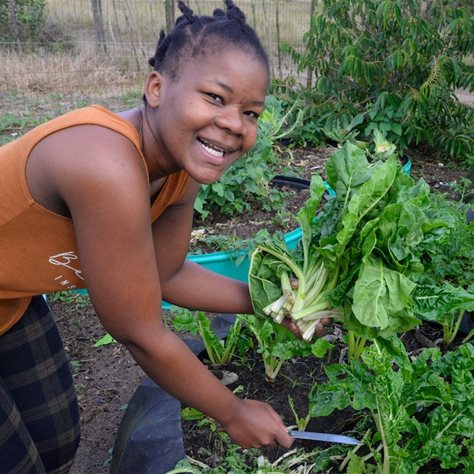 Bongi Sibiya harvesting spinach from her garden. Photo: Guy Stubbs