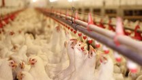 AMIE calls for a comprehensive review of import duties on poultry